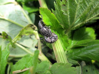 Beetles on the grass