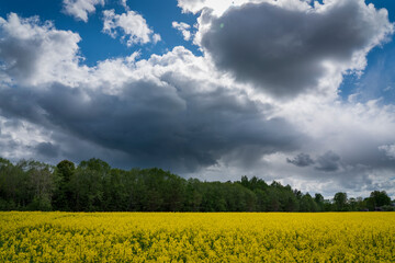 Scenic view of an oilseed rape field against a rainy cloudy sky