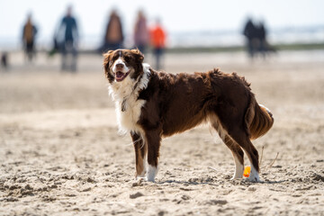 Border Collie plays in the beach. Dog on the beach. Dog looking into the camera, beautifull eyes.
