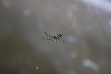 leucauge venusta close up hanging from web with fog background