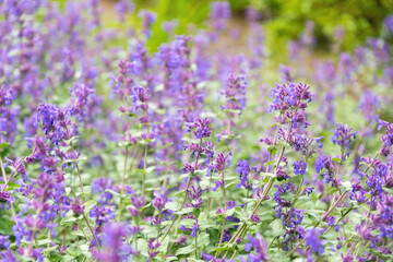 Flower field and summer Pentecostal holiday