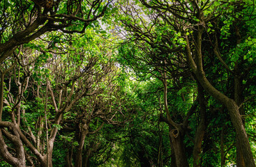 Sunny summer in the old forest