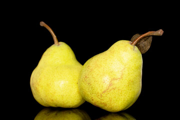 Two juicy bright yellow pears, close-up, isolated on a black background.