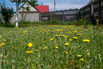 dandelions in the garden