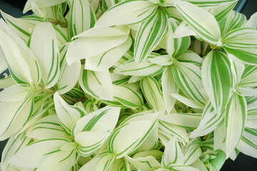 Tradescantia Nanouk with variegated green-white leaves. Green home plants of trendy. Home flower close-up.  Bright nature background for wallpaper or web design. Floral texture. Top view, flat lay.	