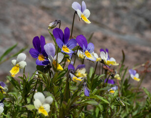 Violet tricolor blooms on the rocks and in the forest in the Republic of Karelia near Lake Ladoga in May