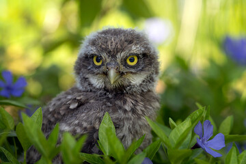 Little owl sitting on a branch in the forest and watching the surroundings.