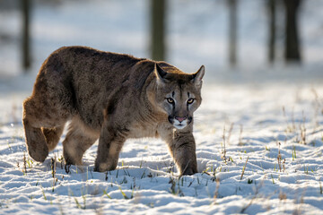 A lynx cub walks alert across a meadow.