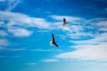 seagulls in the sky