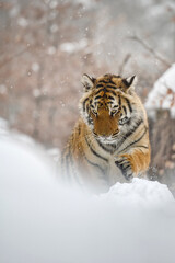 A tiger in the forest enjoys the fresh snow.