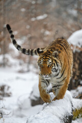 A tiger in the forest enjoys the fresh snow.