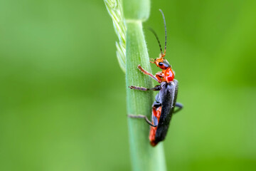 The beetle climbs in a meadow on a stalk of a flower.