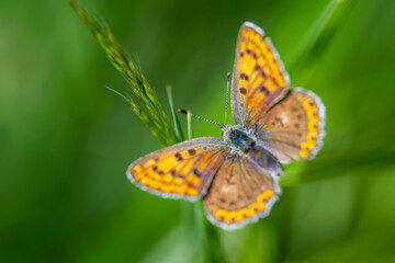 Obraz premium The butterfly sits on a flower and sucks nectar.
