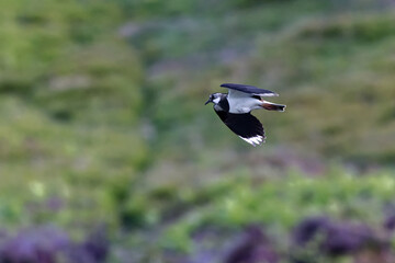 lapwing in flight