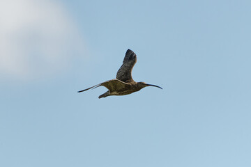 curlew in flight