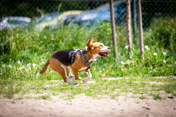 the dogs that play together