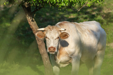 Portrait of a white free-range charolais breed cow on a pasture in summer outdoors