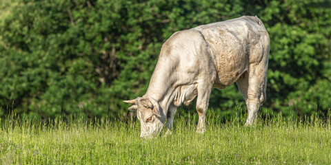 Naklejka na ściany i meble Portrait of a white free-range charolais breed cow on a pasture in summer outdoors