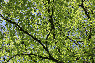 Baum, bläter, zweig