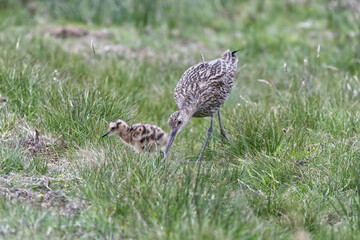 Mother curlew and chick