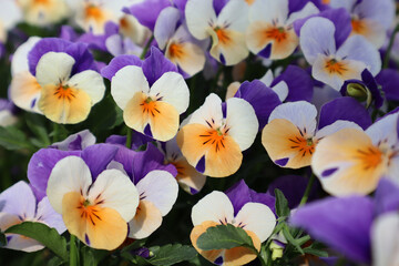 viola tricolor, stiefmütterchen, gartenstiefmütterchen, blume