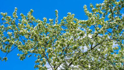 Flowering orchard in spring time. Seasonal background. Apple orchard in the middle of the spring season. Agriculture.