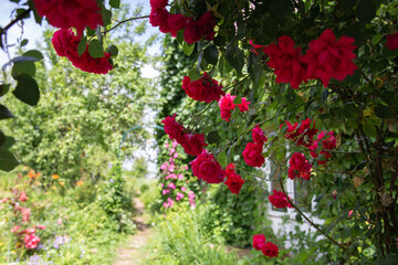 Fototapeta na wymiar Bush of bright red climbing rose with beautiful flowers on a green garden background on a Sunny summer day