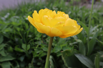 Tulpe