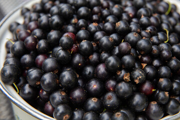 Fresh large black currant berries in a large pot, close-up
