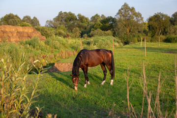 Fototapeta na wymiar A beautiful Bay horse grazes on a green meadow in the village at sunset