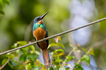 A female Rufous-tailed Jacamar (Galbula ruficauda), Serra de Baturite, Brazil.