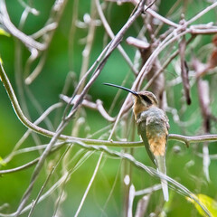 Planalto Hermit (Phaethornis pretrei), hummingbird, perched, Cerrado do Araripe, Brazil.