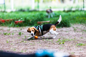 the dogs that play together