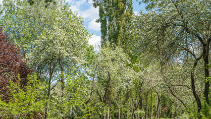 Flowering orchard in spring time. Seasonal background. Apple orchard in the middle of the spring season. Agriculture.