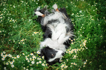 border collie dog beautiful portrait in a clearing of daisies magic light
