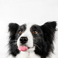 border collie dog beautiful portrait on white background studio photo of a pet
