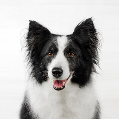 border collie dog beautiful portrait on white background studio photo of a pet
 - obrazy, fototapety, plakaty