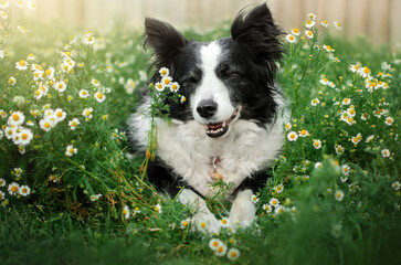 border collie dog beautiful portrait in a clearing of daisies magic light
 - obrazy, fototapety, plakaty