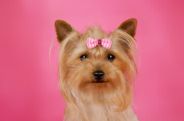 yorkshire terrier dog cool bright photo on pink background cute pet portrait