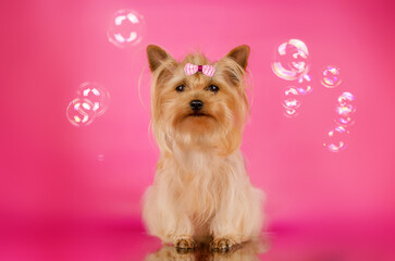 yorkshire terrier dog cool bright photo on pink background cute pet portrait