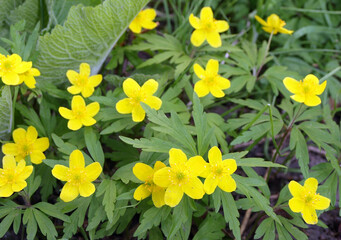 Obraz premium Yellow flowers of buttercup anemone (Anemone ranunculoides) yellow anemone, yellow forest anemone