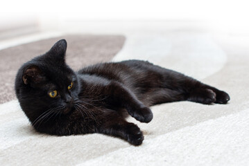 Black cat is sitting, lying on the carpet
