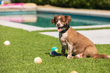 small brown dog sitting by swimming pool surrounded by balls