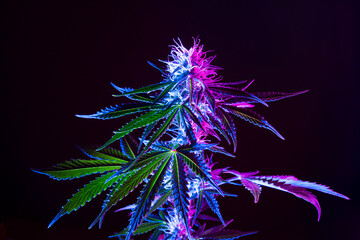 Purple cannabis plant background. Medical Marijuana flower in neon light on black background. Modern look of agricultural Marijuana Hemp.