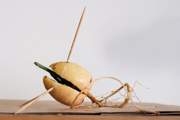 avocado plants sown from seed dipped in a glass jar held with toothpicks. roots and leaves. home...