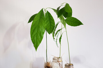avocado plants sown from seed dipped in a glass jar held with toothpicks. roots and leaves. home...