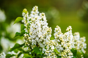 branch with white lilac spring flowers, bright blooms of spring lilacs bush, soft focus, closeup