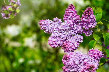 branch with lilac spring flowers, bright blooms of spring lilacs bush, soft focus, closeup