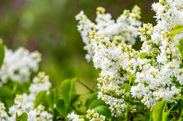 branch with white lilac spring flowers, bright blooms of spring lilacs bush, soft focus, closeup