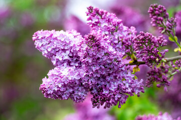 Obraz premium branch with lilac spring flowers, bright blooms of spring lilacs bush, soft focus, closeup